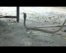 SHOCKING TRUTH: 900 करोड़ साल बाद दिखा नाखून वाला कोबरा!