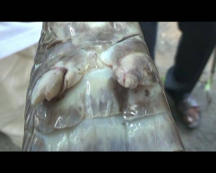 भारत में करीब 230 सांपों की प्रजातियां हैं. जिनमें किंग कोबरा सबसे जहरीले सांपों में से एक है.