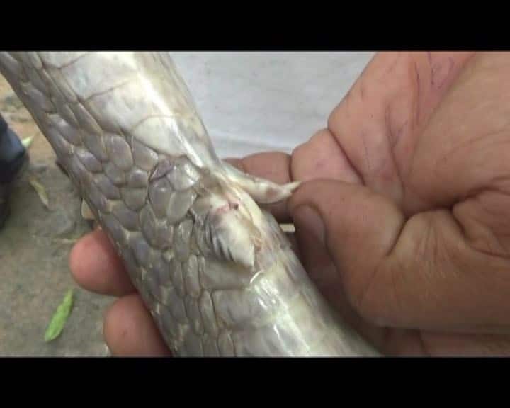 भारत में पाए जाने वाली करीब 15 प्रजातियां विषैली हैं. वाइल्ड लाइफ प्रोटेक्शन एक्ट, 1972 के अनुसार सापों का शिकार अपराध है. 