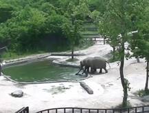 बेमिसाल वीडियो: हाथी का बच्चा पानी में गिरा, देखिए हाथियों के झुंड ने कैसे निकाला