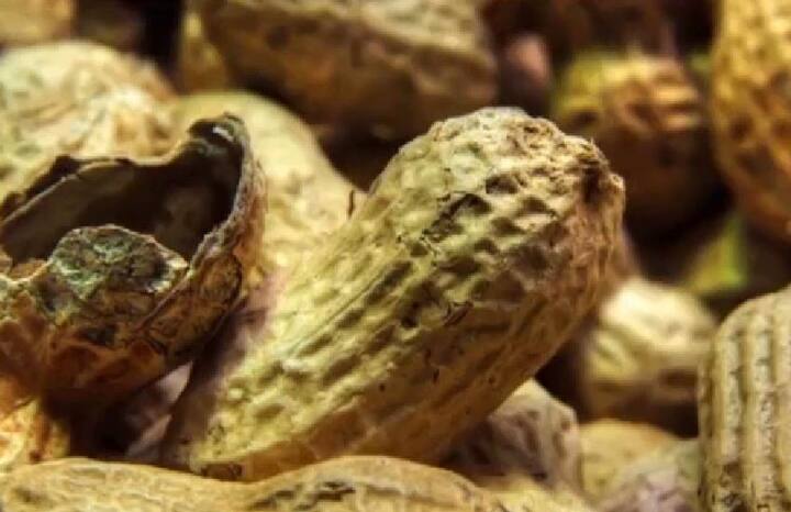 कई पौष्टिक तत्वों का खजाना है मूंगफली.