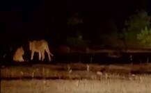 गुजरात: शेरों के बीच फंसी एंबुलेंस, मां ने एंबुलेंस में ही दिया बच्चे को जन्म