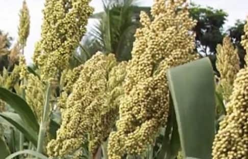 ज्वार में प्रोटीन भी होता है जो मांसपेशियों और हड्डियों के लिए जरूरी होता है.