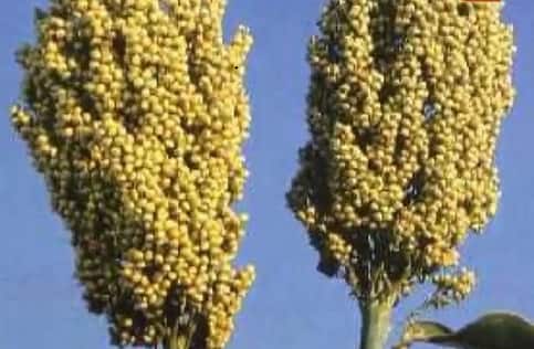 ज्वार को रोटी, खिचड़ी, या ब्रेड की तरह भी खा सकते हैं.