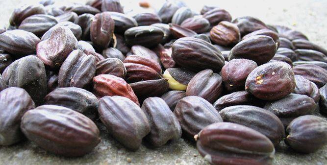 जोजोबा के बीजों में 50% तक ऑयल होता है जिसका कई औषधियों में उपयोग किया जाता है. कुछ लोग इसका प्रयोग एसेंशियल ऑयल में भी करते हैं क्योंकि त्विचा इसे बहुत जल्द एब्जॉर्व कर लेती है. अन्य तेलों के मुकाबले ये तेल लंबे समय तक चलता है. इसमें मौजूद ट्राईगिल्सराइड होने से ये धूप में होने वाले नुकसानों को कम करता है. 