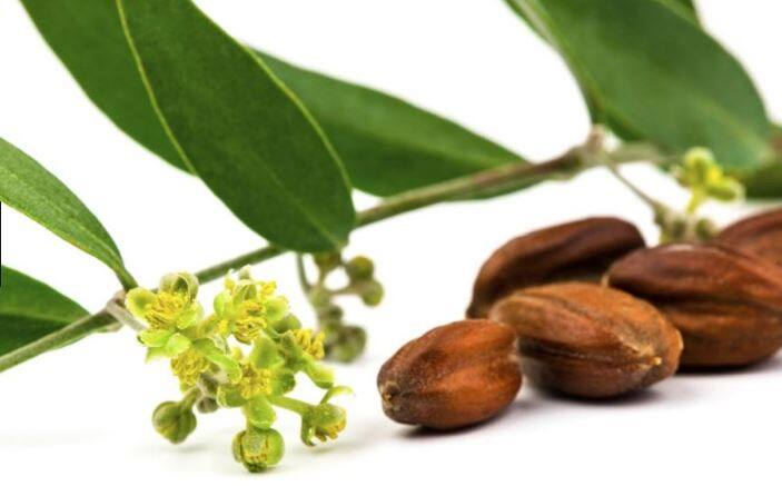 नई दिल्ली: जोजोबा ऑयल जोजोबा पौधे के बीज से तैयार किया हुआ तेल है. इसकी खेती नॉर्थ अमेरिका के साउथ-वेस्ट क्षेत्रों में होती है. जोजोबा को वैज्ञानिक तौर पर सिमोन्डतशिया कैलीफोर्निका (Simmondsia chinensis) के नाम से जाना जाता है. जोजोबा को गॉट नट, डियर नट, पिगनट, वाइल्ड हेजल, क्यूनिन नट, कॉफी बेरी और ग्रे बॉक्स बश के नाम से भी जाना जाता है.