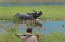 काजीरंगा नेशनल पार्क के आधे हिस्से में बाढ़, गेंडों का रहना हुआ दूभर