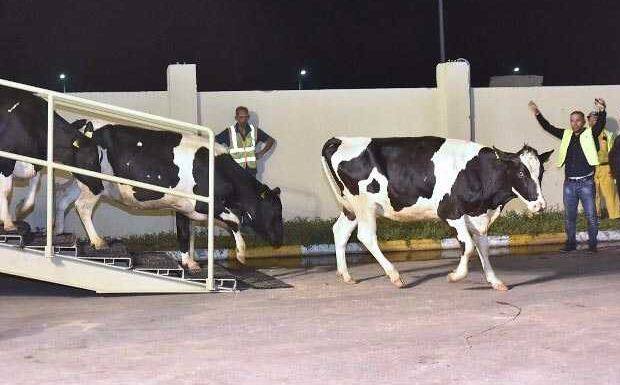 Qatar Gets First Herd Of Cows In Response To Arab Blockade फ्लाइट के जरिए कतर में पहुंचा 165 गायों का झुंड, दूध की कमी को किया जाएगा पूरा