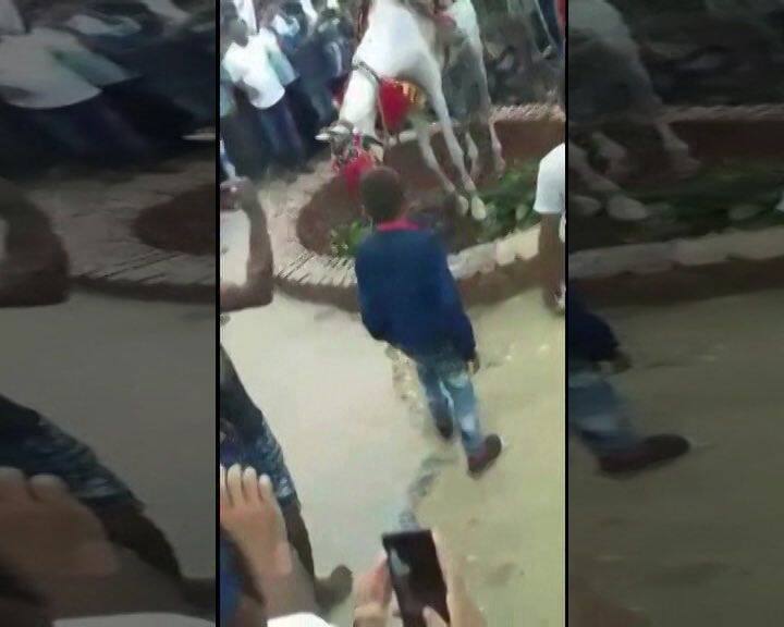 परिक्रमा के वक्त बिदका घोड़ा, दूल्हे के साथ कुएं में गिरा, JCB मशीन से निकाला गया Grooms Horse Rescued From Well In Up परिक्रमा के वक्त बिदका घोड़ा, दूल्हे के साथ कुएं में गिरा, JCB मशीन से निकाला गया