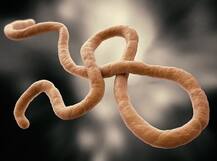 सावधान! इबोला होने के दो साल बाद तक पुरुष के वीर्य में रह सकता है यह वायरस