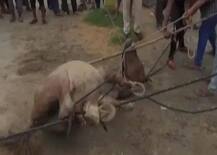 हरियाणा: जींद में बेजुबान से दरिंदगी, घोड़े को पुलिस की मदद से सरेआम दी गई फांसी