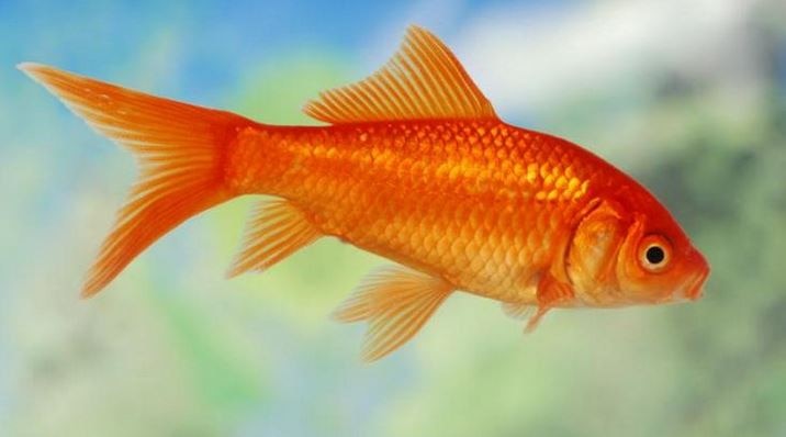 Eating fish once a week can boost children’s intelligence say research बच्चों का आईक्यू बढ़ा सकता है मछली का सेवन