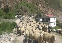 डोकलाम के बाद उत्तराखंड के बाराहोती बॉर्डर पर चीन की अकड़, चरवाहों के टेंट फाड़े