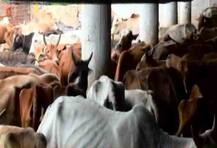 छत्तीसगढ़: गोशालाओं में गायों की मौत की होगी न्यायिक जांच
