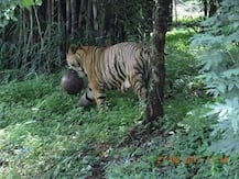 बाड़े में आलसी हो रहे बाघों को फुर्तीला रखने के लिए अधिकारियों ने बनाई गेंद