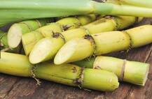 गन्ना तनाव कम कर बढ़ाता है नींद