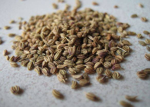 अजवाइन जिसे कैरम बीज या बिशप की घास के रूप में भी जाना जाता है. ये रसोईघर के मसालों में बहुत आम है. भारत में इसका खूब इस्तेमाल होता है. इतना ही नहीं, गर्भधारण के बाद महिलाओं को अजवाइन का पानी देने का एक प्रचलन रहा है क्योंकि यह माना जाता है कि इस पानी से सूजन में कमी आती है.