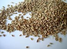 वजन कम करना है तो इस तरह खाएं अजवाइन!