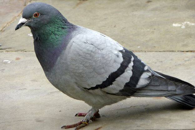 ये गज़ब हुआ! बिना टिकट बस से सफर कर रहे कबूतर की वजह से लगा फाइन Conductor Fined For Not Charging Pigeon Ticket On A Bus In Tamil Nadu ये गज़ब हुआ! बिना टिकट बस से सफर कर रहे कबूतर की वजह से लगा फाइन