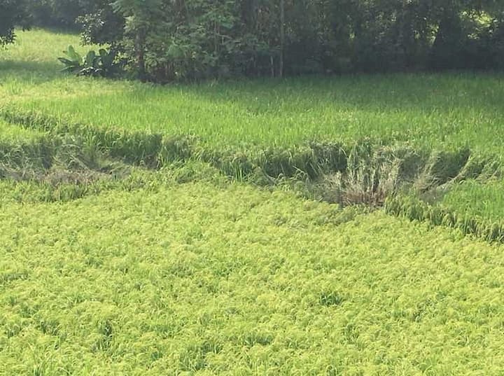 कल दोपहर भी पाकिस्तानी सैनिकों ने जम्मू-कश्मीर के कुपवाड़ा के केरन सेक्टर में नियंत्रण रेखा के पास सेना के गश्ती दल पर गोलीबारी की थी, जिसमें एक सैनिक शहीद हो गया था.