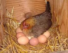 आप भी खाते हैं अंडे और चिकन तो ये खबर जरूर पढ़ें