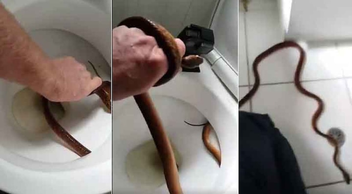 Snakes Inside Toilets Why You Should Look Before You Sit टॉयलेट सीट पर बैठने से पहले एक बार देख लें