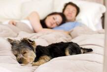 बेड पर कुत्ते को सुलाने का ये नुकसान जानते हैं आप