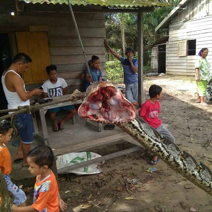 इंडोनेशिया से दिल दहला देने वाली एक घटना सामने आई है. हुआ यूं कि रॉबर्ट नाम के एक सुरक्षा गार्ड गश्त पर थे और तभी एक 26 फीट के अजगर ने उनपर हमला कर दिया. हमला करने वाले विशालकाय अजगर को शायद ही इसका अंदाज़ा रहा होगा कि रॉबर्ट फौज से है और उसके अचानक से किए गए इस हमले से बिल्कुल भी नहीं डरने वाले, सो रॉबर्ट ने हमलावर सांप से अकेले ही लोहा ले लिया.