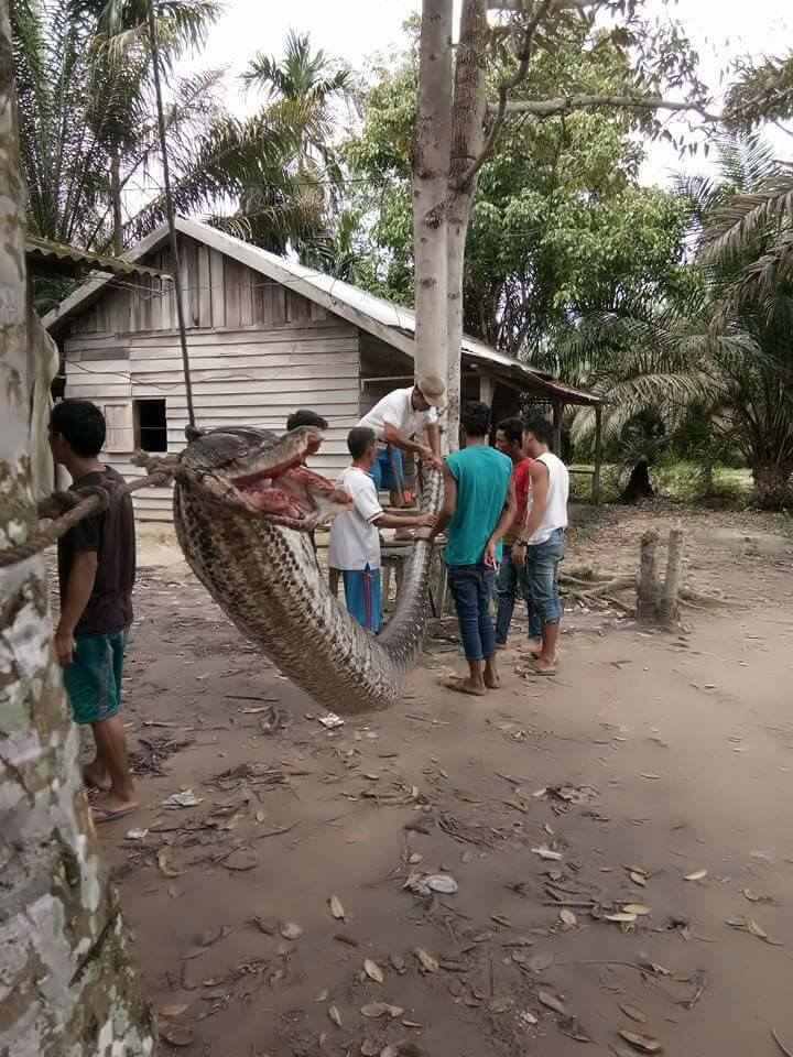 एक स्थानीय पुलिस अधिकारी के अनुसार कभी-कभी सांप खाने के शौकीन 37 साल के रॉबर्ट नबाबन ने पहले तो अजगर को पकड़कर बोरी में डालने की कोशिश की. लेकिन अजगर ने उनके बाएं हाथ को जकड़ लिया और उनका हाथ टूटते-टूटते बचा. 