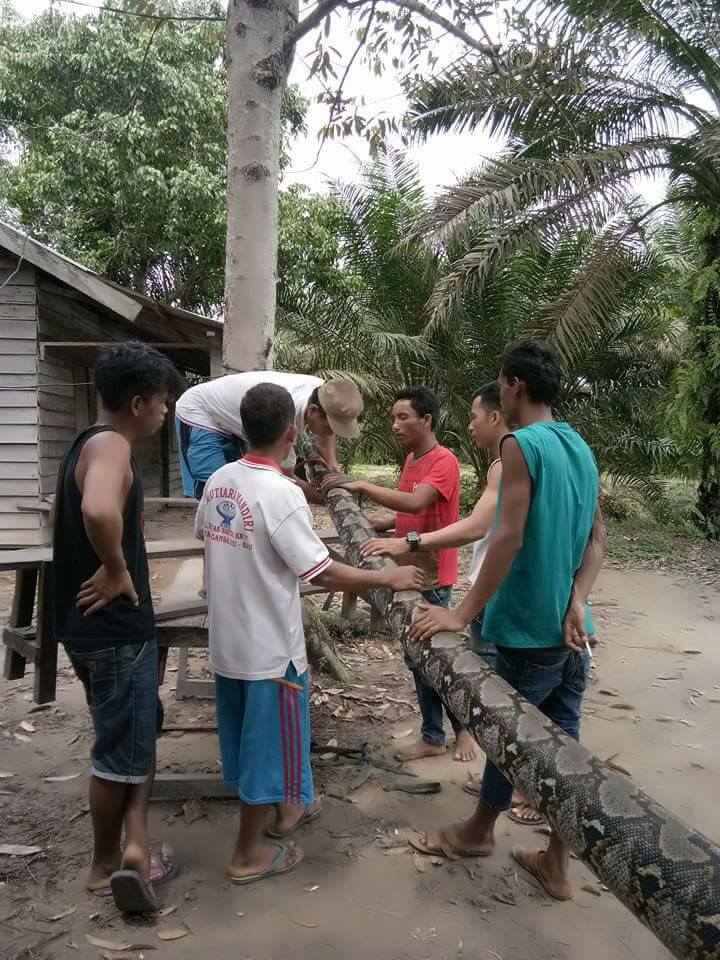 इसके बाद रॉबर्ट और इस एनाकोंडा के साइज़ के अजगर के बीच जमकर घमासान मची और अंत में गांव वालों की मदद से रॉबर्ट ने इस विशालकाय अजगर को मौत के घाट उतार दिया. 