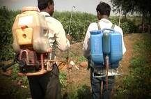 महाराष्ट्र में कीटनाशकों के छिड़काव से अब तक 34 किसानों की मौत, 450 प्रभावित