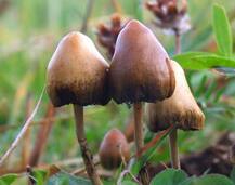 डिप्रेशन के इलाज में कारगर साबित हो सकती है मशरूम