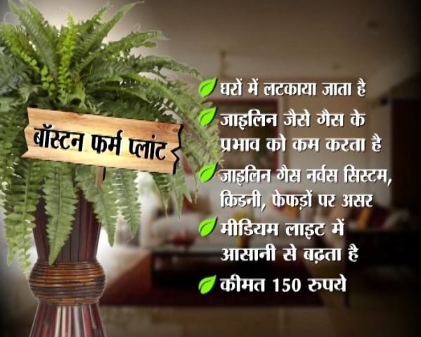 बॉस्टन फर्म प्लांट