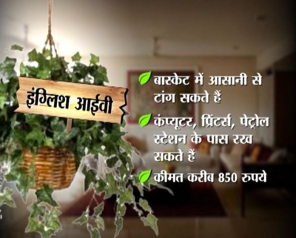 इंग्लिश आइवी
