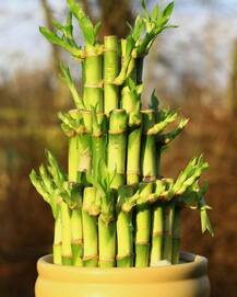 Vastu Tips for Bamboo Plant: घर के इस दिशा में रखें बांस का पौधा, जाग जाएगी किस्मत
