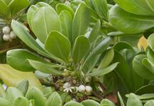 एलोवेरा से लेकर बैंबू तक बचा सकते हैं पॉल्यूशन से 