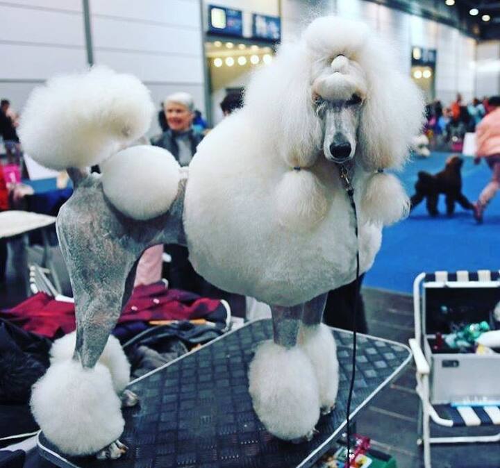 डॉग शो में हिस्सा लेने वाले कुत्तों की संख्या 30,000 से भी ज्यादा बताई जा रही है. 