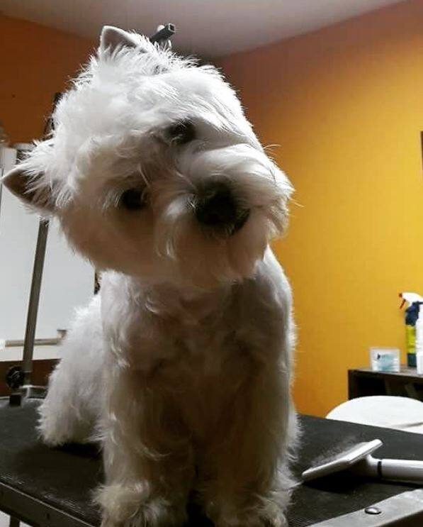 जर्मनी के लिपजिक शहर में इस वर्ल्ड डॉग शो का फेस्टिवल 8 से 12 नवंबर तक चलेगा. 