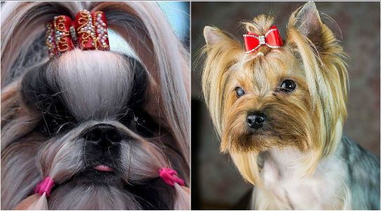 जर्मनी में लगा कुत्तों का मेला, 30,000 से भी अधिक कुत्तों ने की शिरकत 