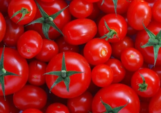 Anandpura forced to sell 5 kg of urad to buy one kilogram of tomatoes एक किलो टमाटर खरीदने के लिये पांच किलो उड़द बेचने को मजबूर अन्नदाता