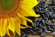 सूरजमुखी के बीजों के ये फायदे जानते हैं आप