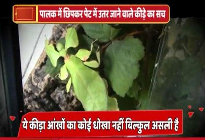 जानें- पालक में छिपकर पेट में उतर जाने वाले कीड़े का वायरल सच?