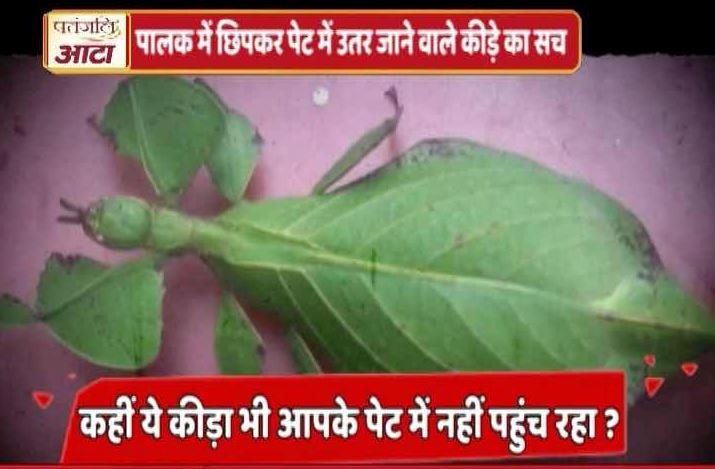 viral sach of insects that go into the stomach with palak? जानें- पालक में छिपकर पेट में उतर जाने वाले कीड़े का वायरल सच?