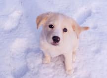 इन लोगों की तरफ सबसे ज्यादा आकर्षित होते हैं कुत्ते