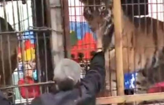 शराब के नशे में सर्कस के बाघ को नोट खिला रहा था चीनी, शेर नो नोच ली दो उंगलियां