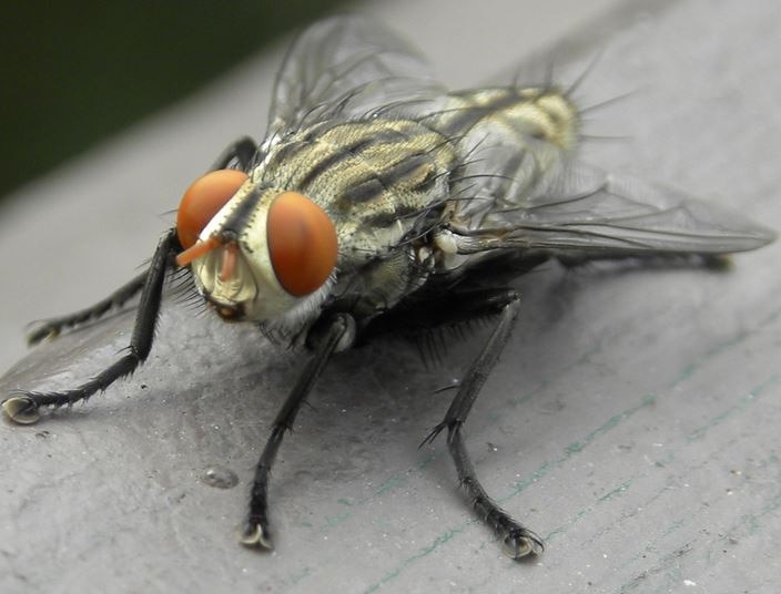 The microbiomes of blowflies and houseflies as bacterial transmission reservoirs सावधान, कई खतरनाक बैक्टीरिया के लिए जिम्मेदार है मक्खी