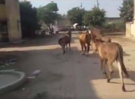 गधों को चार दिनों की सजा इसलिए मिली थी क्योंकि उन्होंने जेल परिसर के बाहर लगे पेड़ पौधों और जेल स्टाफ की कॉलनी की बगिया को खराब कर दिया था.