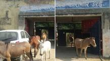 \'अद्भुत\': उत्तर प्रदेश में बगिया उजाड़ने वाले गधों को बच्चा जेल में बिताने पड़े चार दिन, मिली बेल