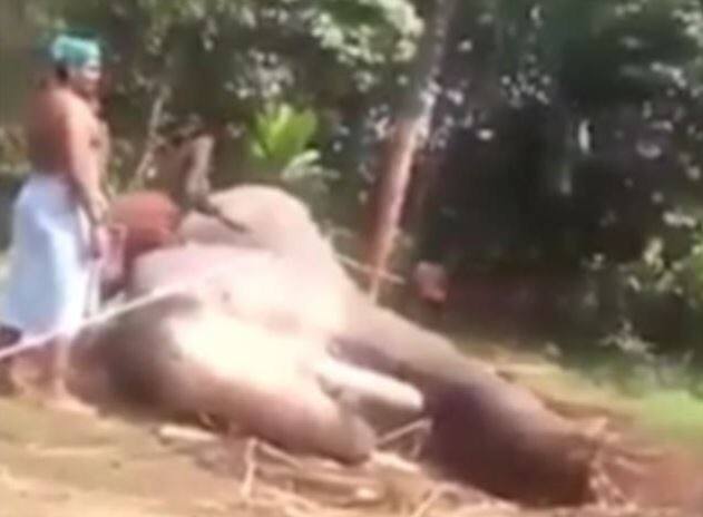 तस्वीरों में आप देख सकते हैं कि कैसे कुछ लोग हाथी को बड़ी बेरहमी से पीट रहे हैं.