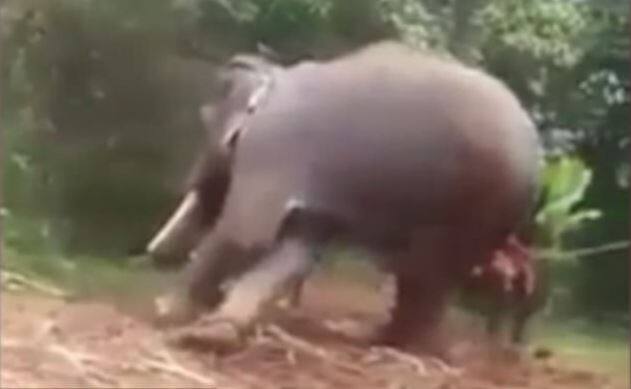 लेकिन इसे लेकर कैंपेन छिड़ गया है और ब्रिटेन में एक प्लेटफॉर्म पर ऐसी भी बहस हो रही कि जहां जानवरों के साथ ऐसा बर्ताव हो रहा है वहां नैतिकता के आधार पर टूरिस्ट्स को भेजना बंद कर देना चाहिए.